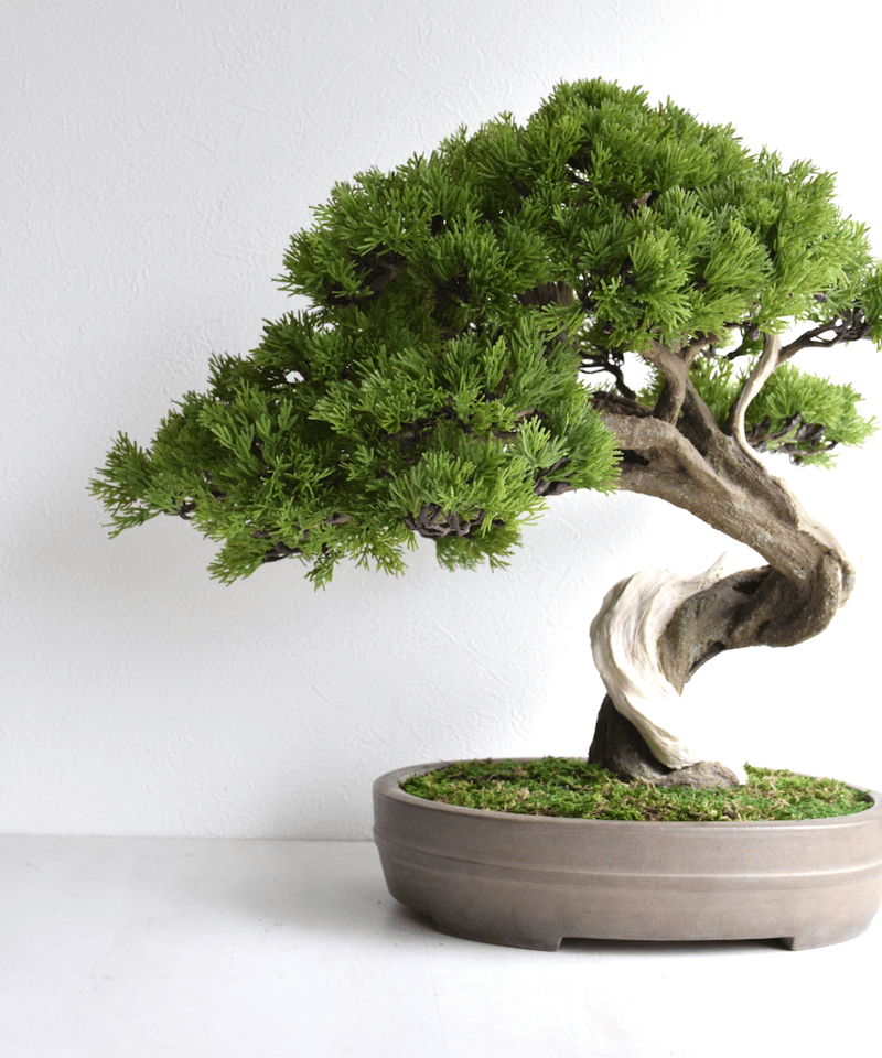 89真柏 大品（馬場しんり） | クラフト盆栽美術館 Artcraft Bonsai