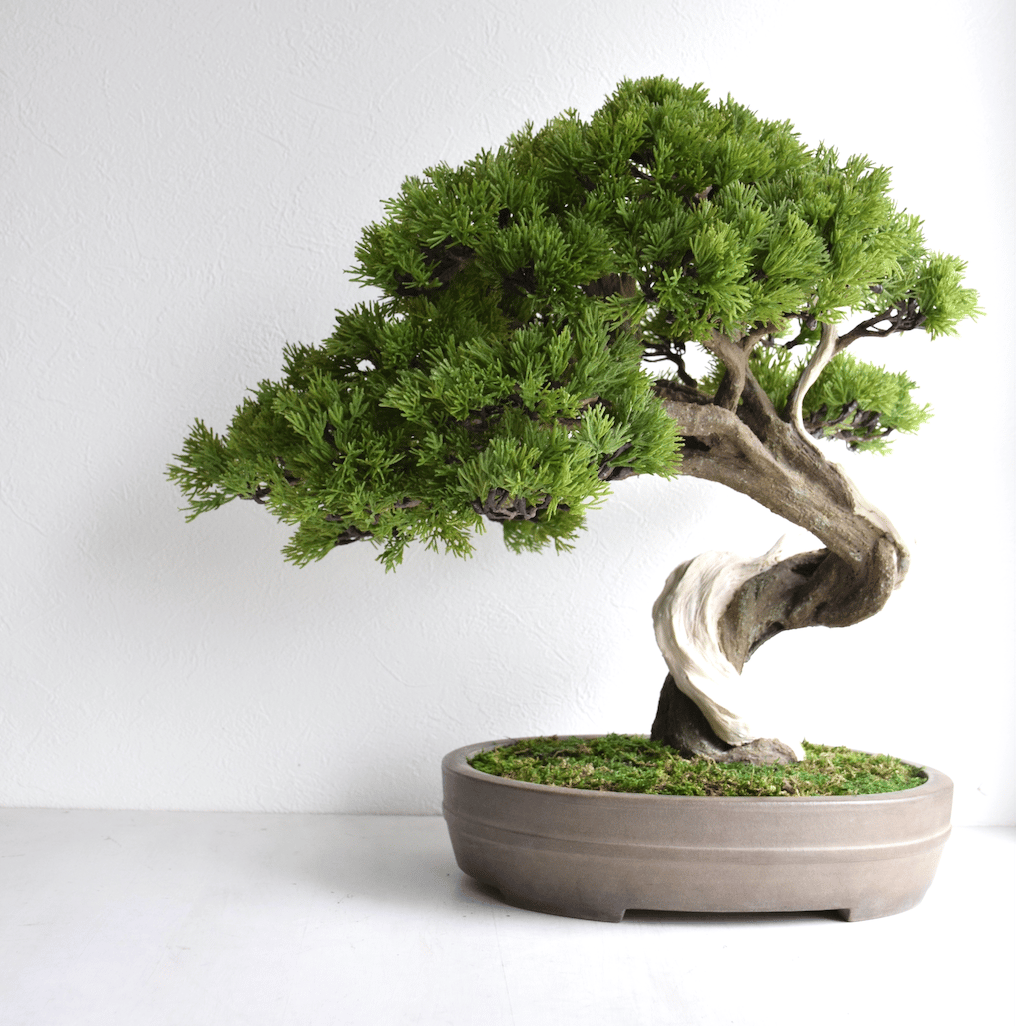 89真柏 大品（馬場しんり） | クラフト盆栽美術館 Artcraft Bonsai