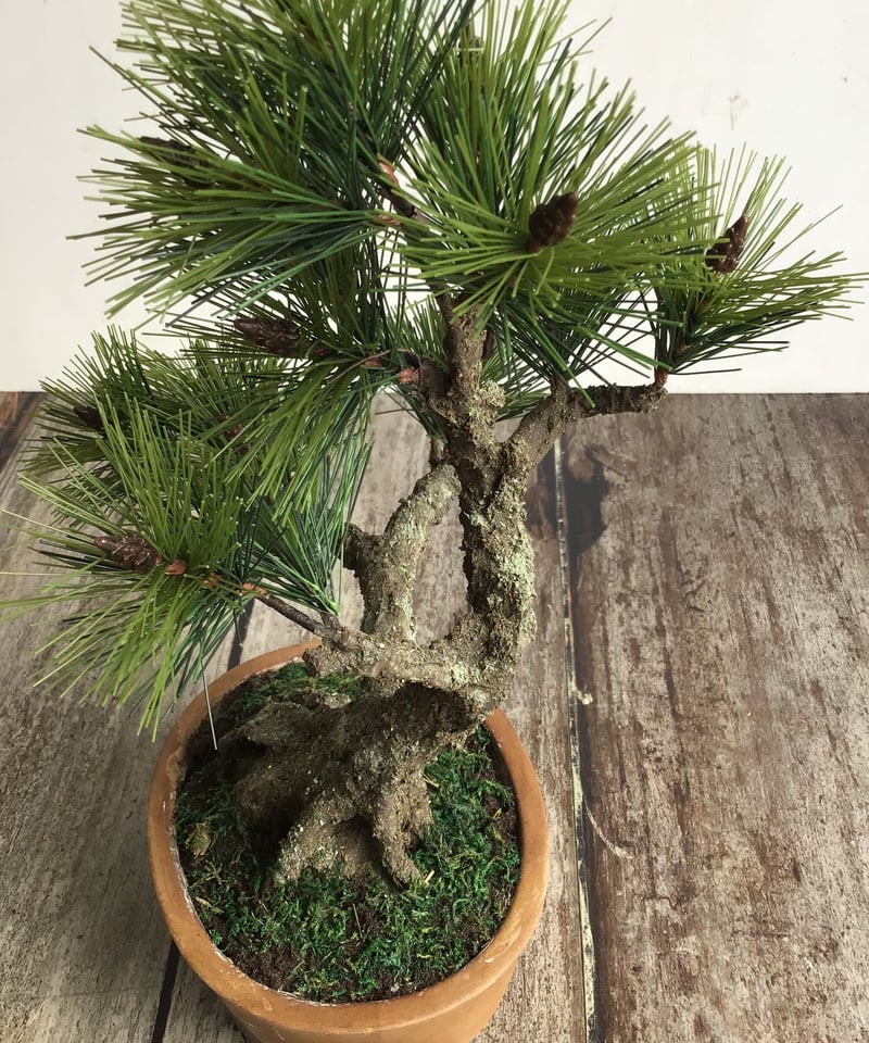 49 黒松盆栽 双幹 受注可 鉢変更 | クラフト盆栽美術館 Artcraft Bonsai