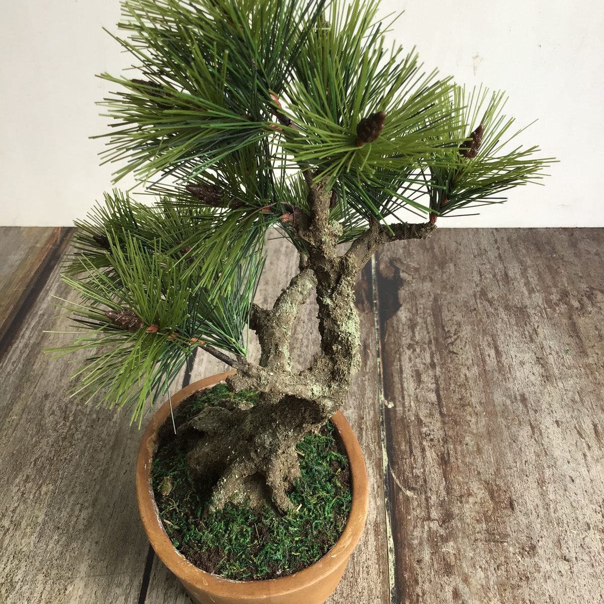 49 黒松盆栽 双幹 受注可 鉢変更 | クラフト盆栽美術館 Artcraft Bonsai