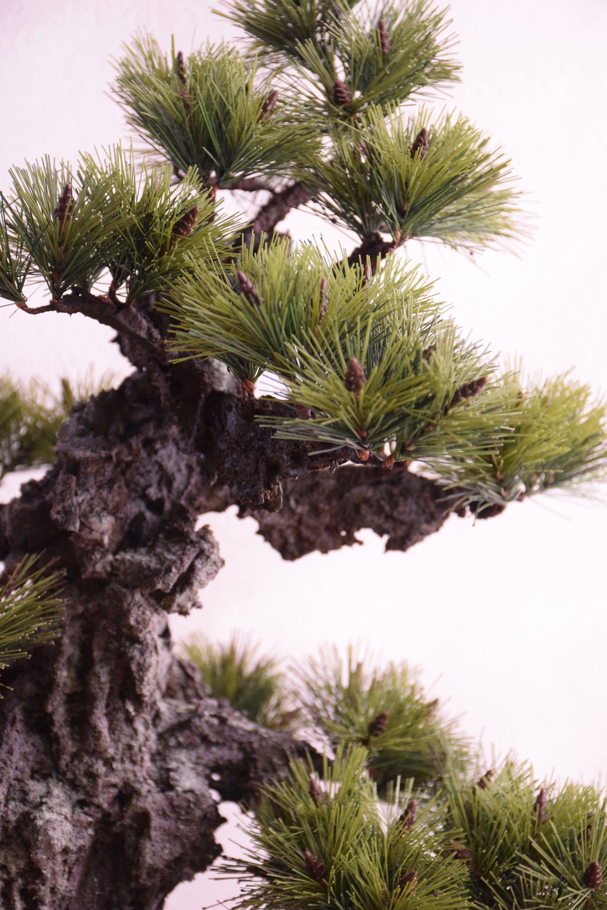 29 錦松 | クラフト盆栽美術館 Artcraft Bonsai 29 錦松 | クラフト盆栽美術館 Artcraft Bonsai