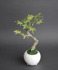 青モミジ