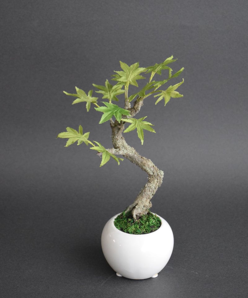 青モミジ | クラフト盆栽美術館 Artcraft Bonsai