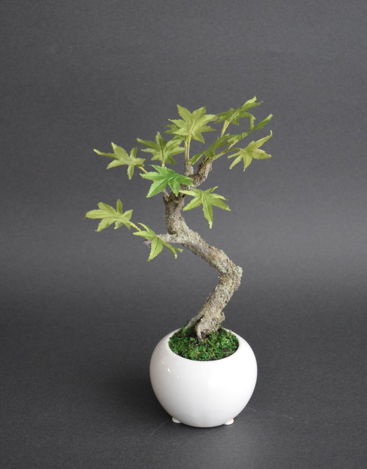 青モミジ | クラフト盆栽美術館 Artcraft Bonsai