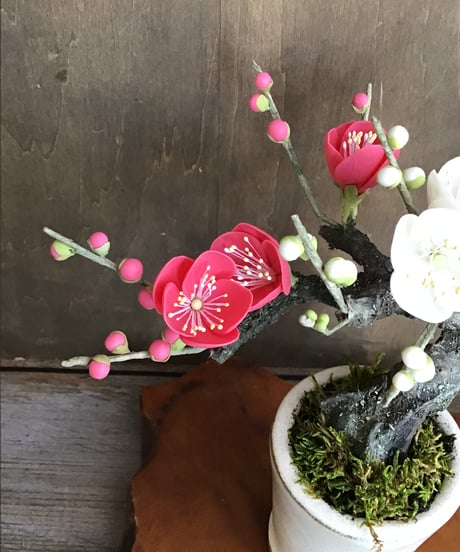 紅白梅（青木桃子）