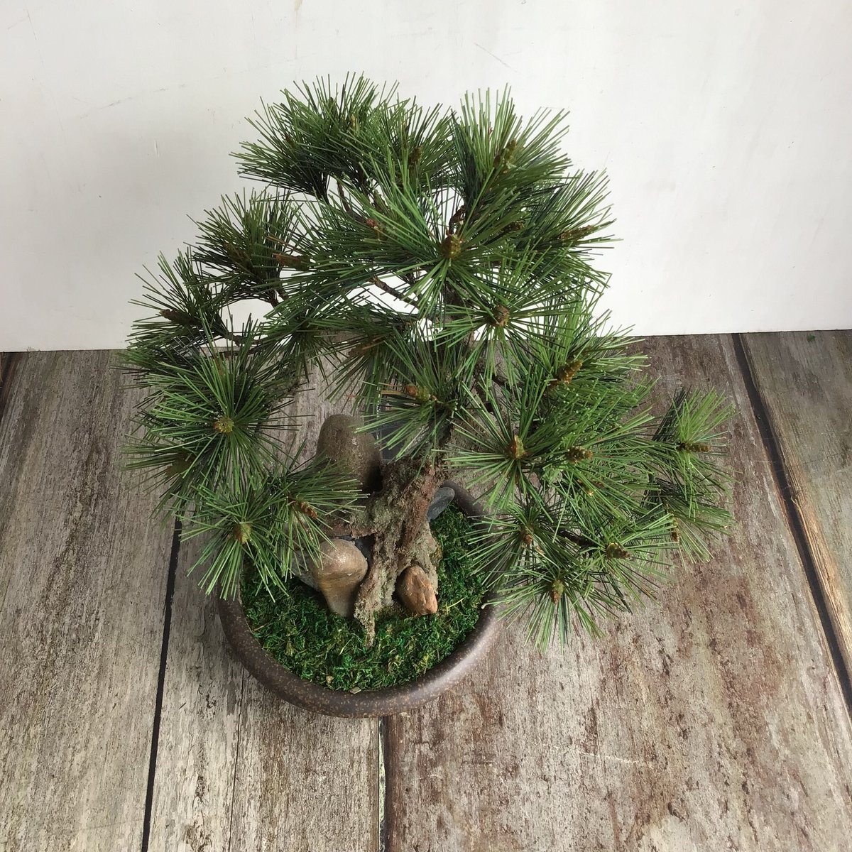 47 黒松盆栽 石付き | クラフト盆栽美術館 Artcraft Bonsai