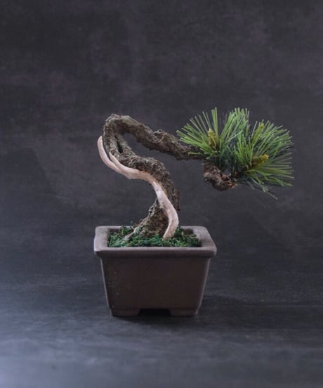 ＃43  松　舎利幹　 正方形泥鉢  Pine（受注可）（青木悦子）