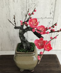 #50  紅梅　半懸崖（青木桃子）