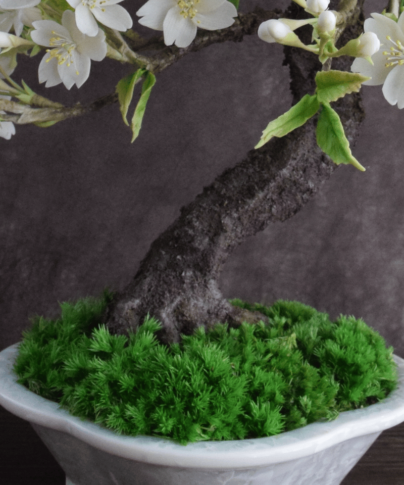 83 大島桜(青木桃子) | クラフト盆栽美術館 Artcraft Bonsai 83 大島桜(青木桃子) | クラフト盆栽美術館 Artcraft Bonsai