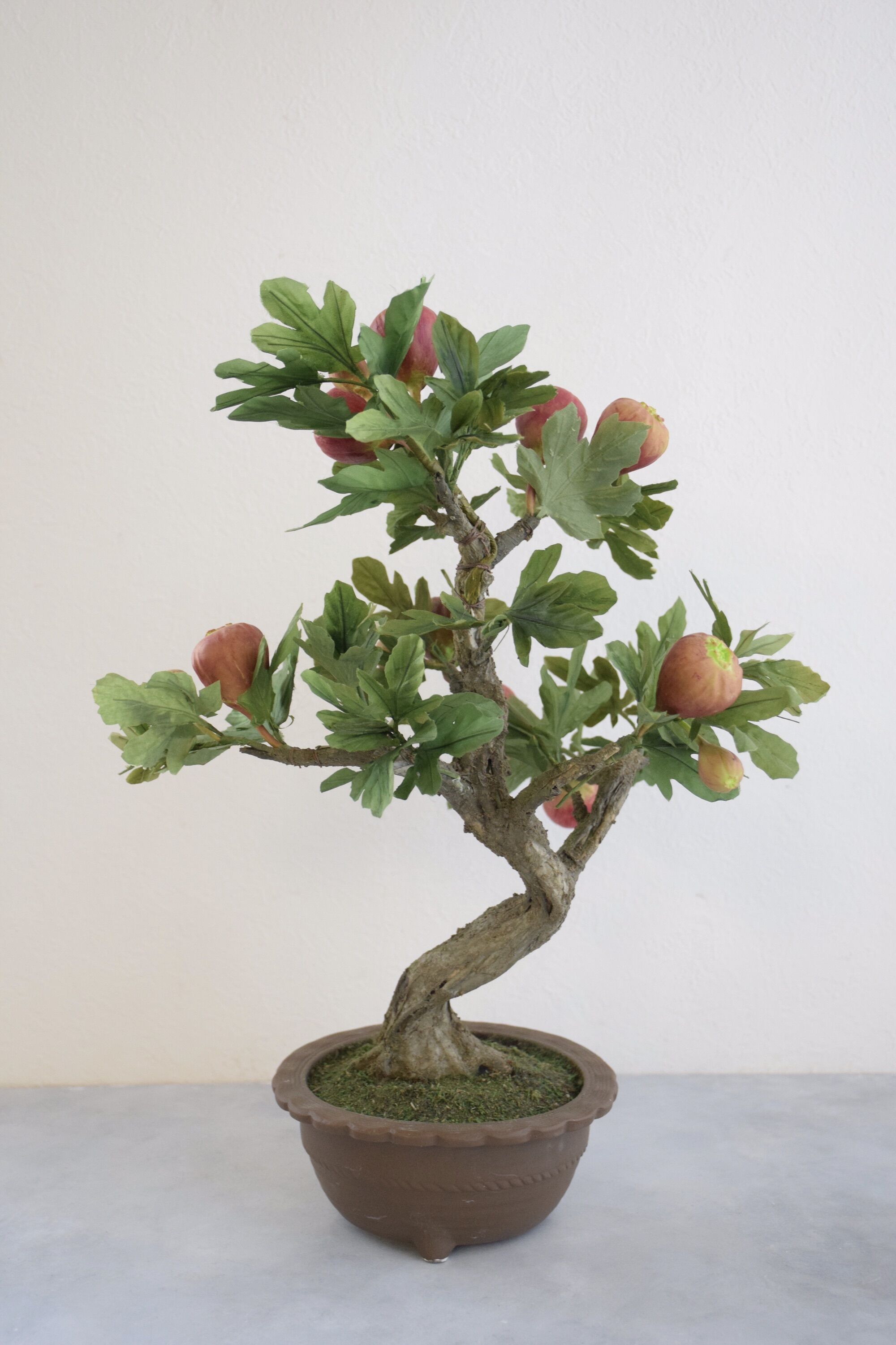 25 イチジク | クラフト盆栽美術館 Artcraft Bonsai