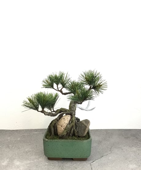 松　石付き　長角鉢（青木悦子）