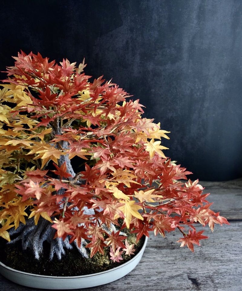 もみじページ 44 もみじ Maple 枫 | クラフト盆栽美術館 Artcraft Bonsai