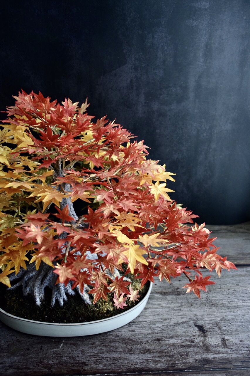 44 もみじ Maple 枫（馬場 勝） | クラフト盆栽美術館 Artcraft Bo