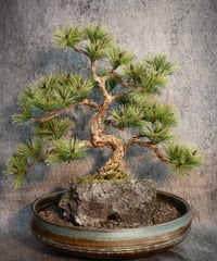 46 黒松盆栽 模様木 | クラフト盆栽美術館 Artcraft Bonsai