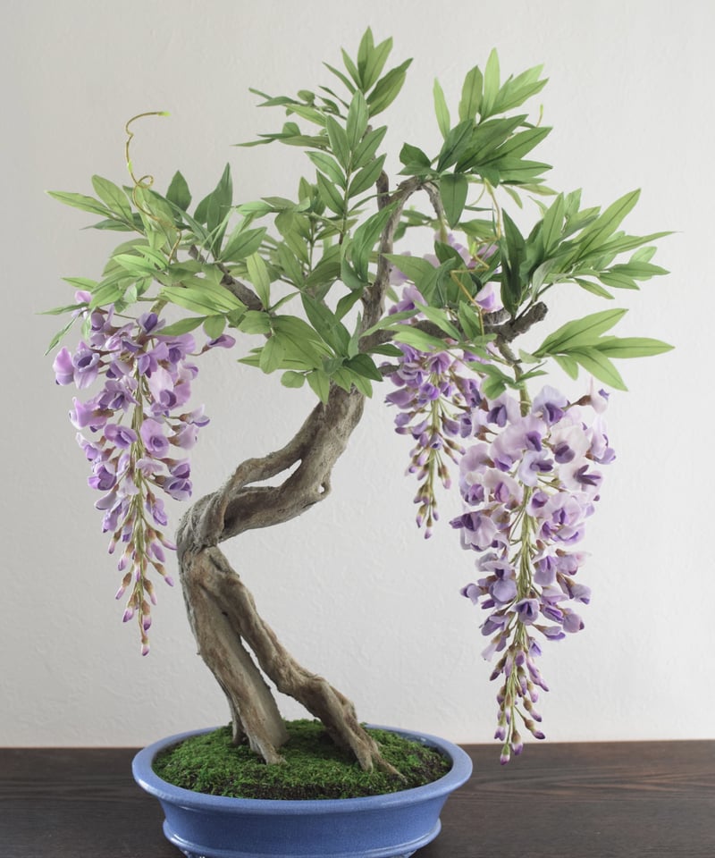 34 藤 | クラフト盆栽美術館 Artcraft Bonsai 34 藤 | クラフト盆栽美術館 Artcraft Bonsai