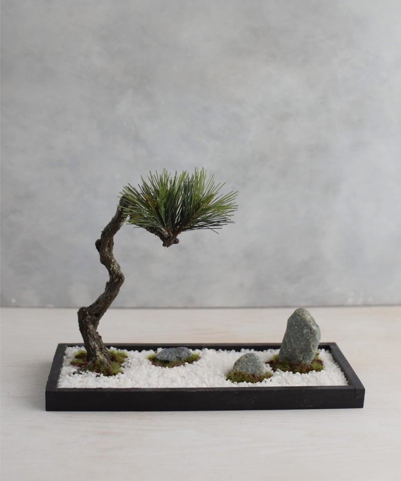 蒼*隅様 松盆栽 高さ約30cm