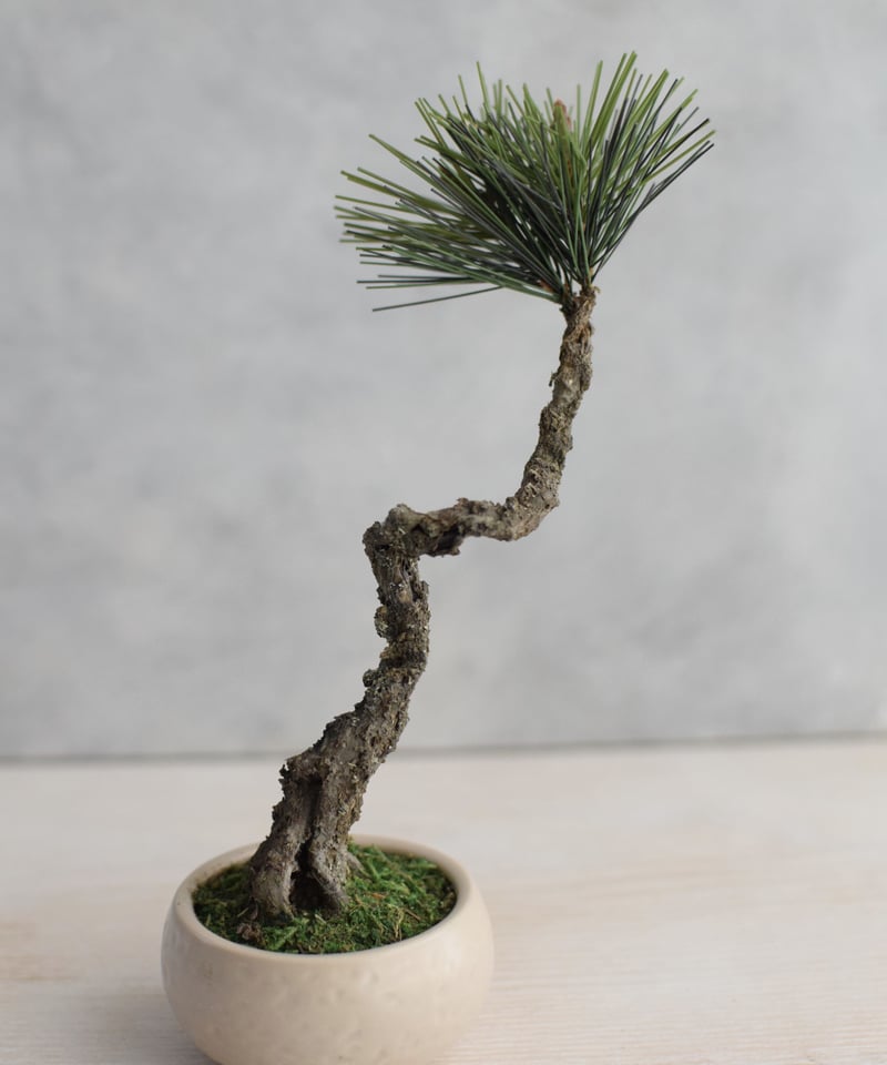 20 黒松 文人 | クラフト盆栽美術館 Artcraft Bonsai 20 黒松 文人 | クラフト盆栽美術館 Artcraft Bonsai