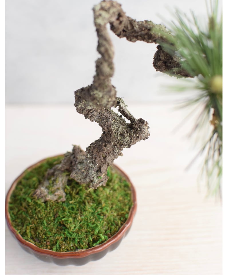 23 黒松（受注可） | クラフト盆栽美術館 Artcraft Bonsai