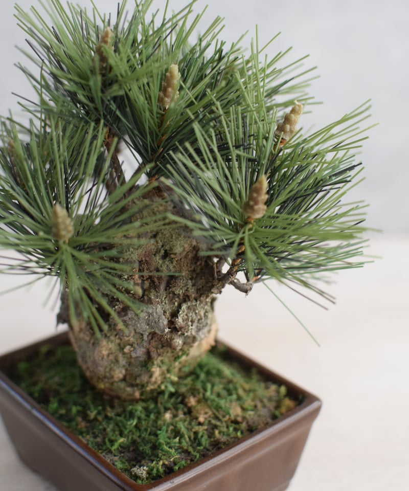 22 錦松（受注可） | クラフト盆栽美術館 Artcraft Bonsai