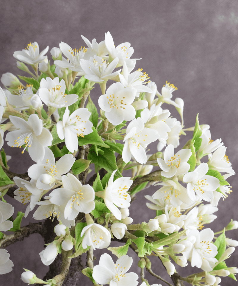 ★原木、最終値下げ★大島桜 55cmの半割 重量60kg 83 大島桜（青木桃子） | クラフト盆栽美術館 Artcraft Bonsai