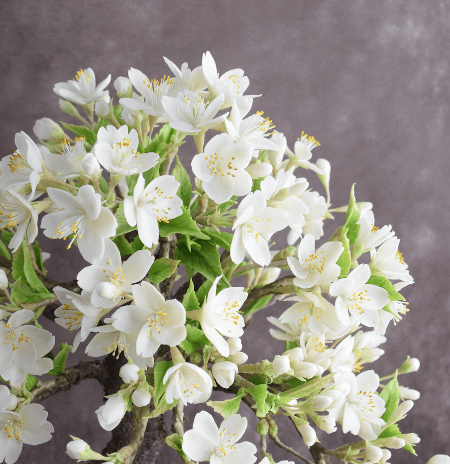 83 大島桜（青木桃子） | クラフト盆栽美術館 Artcraft Bonsai