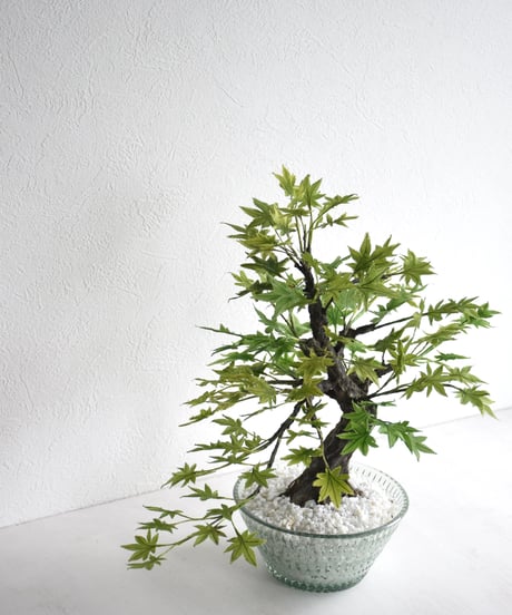 青モミジ（クリスタル）（青木悦子）