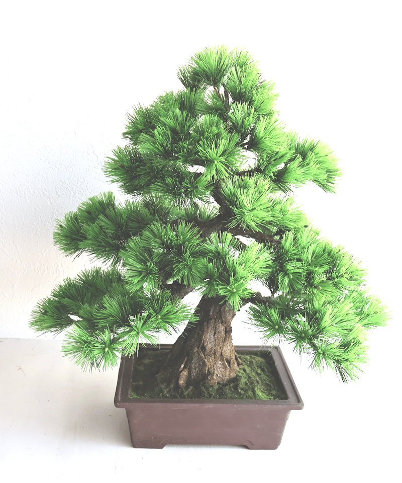 104 松 模様木 樹皮付き（鉢変更） 40cm | クラフト盆栽美術館 Artcraft
