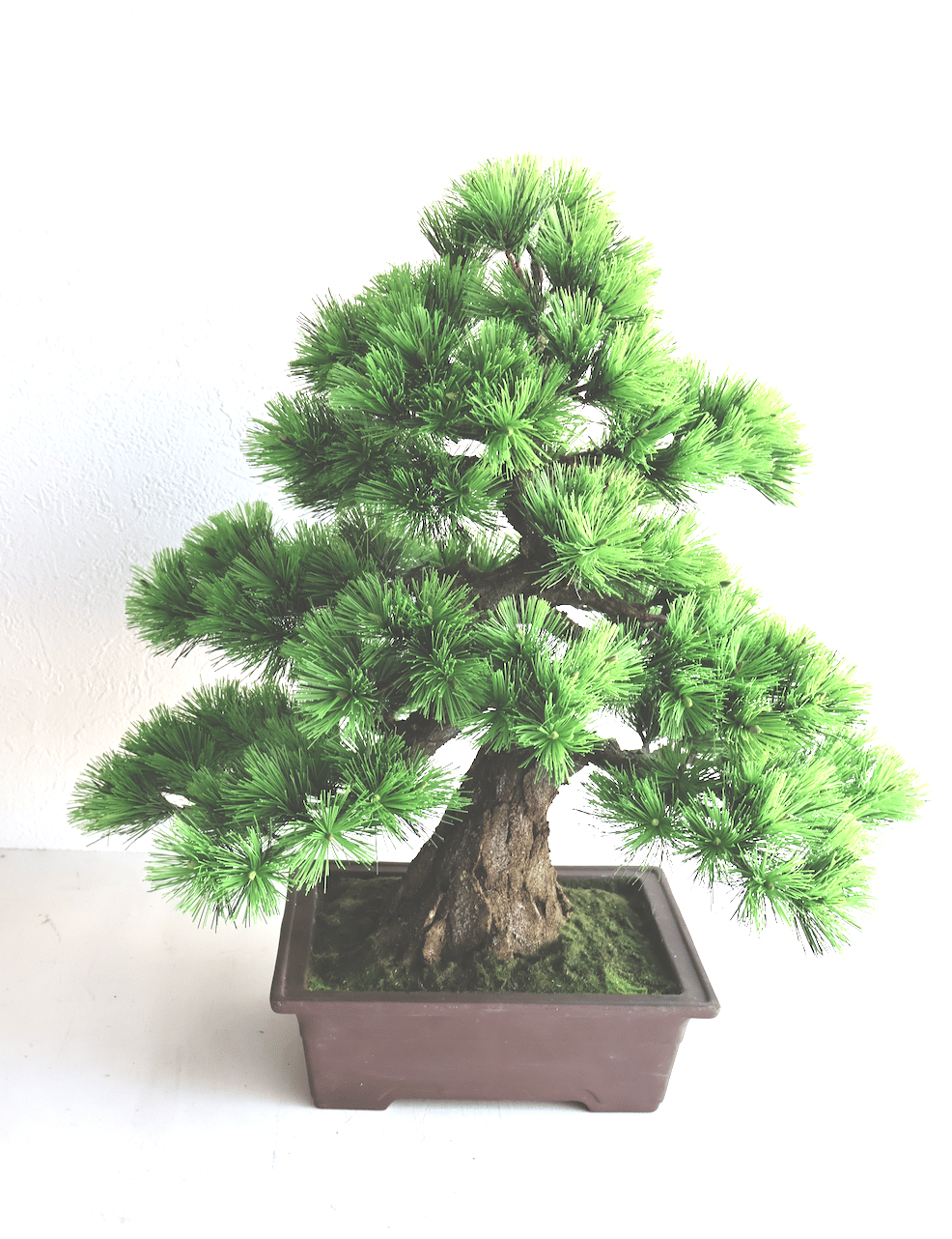 104 松 模様木 樹皮付き（鉢変更） 40cm | クラフト盆栽美術館 Artcraft