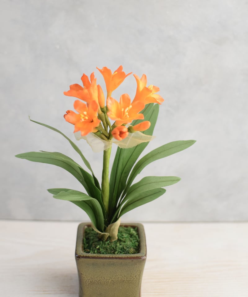 9 君子蘭 クンシラン | クラフト盆栽美術館 Artcraft Bonsai