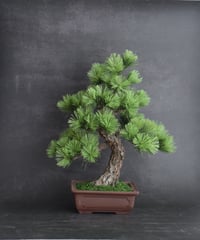 #103 松　模様木 樹皮付き（鉢変更） 35cm