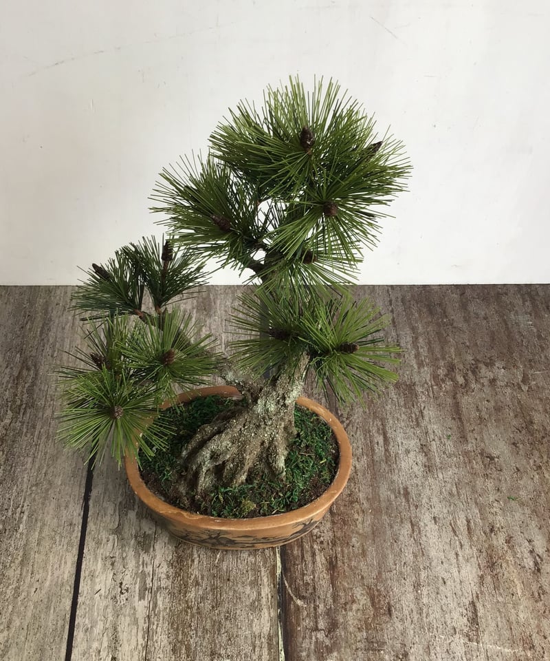49 黒松盆栽 双幹 受注可 鉢変更 | クラフト盆栽美術館 Artcraft Bonsai