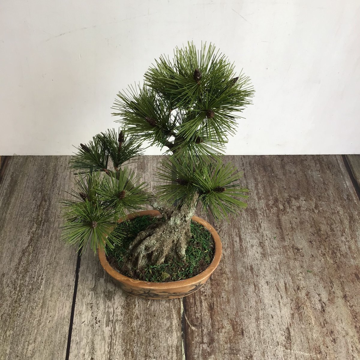 黒松鉢植え　矯正中ですが、これからが楽しみな一鉢です。いかがですか 黒松鉢植え 矯正中ですが、これからが楽しみな一鉢です。いかがですか