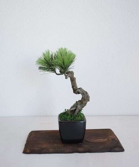 盆栽 飾り板 S