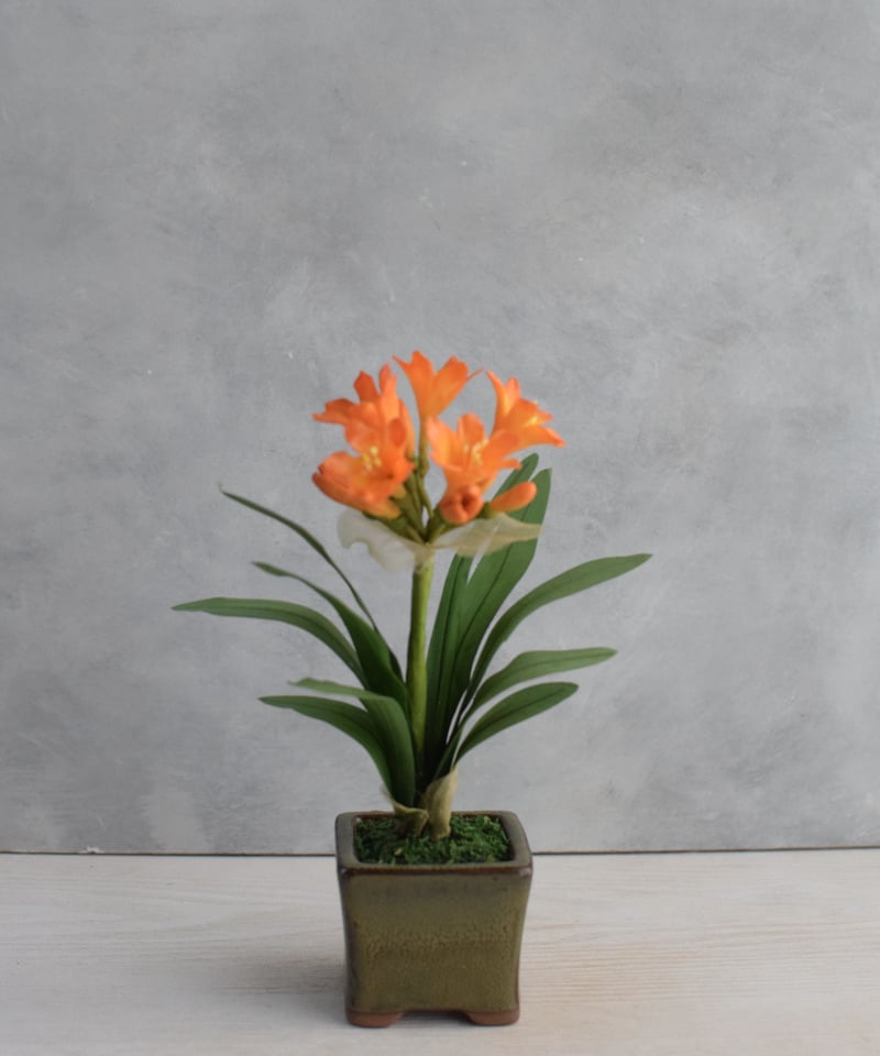 9 君子蘭 クンシラン | クラフト盆栽美術館 Artcraft Bonsai