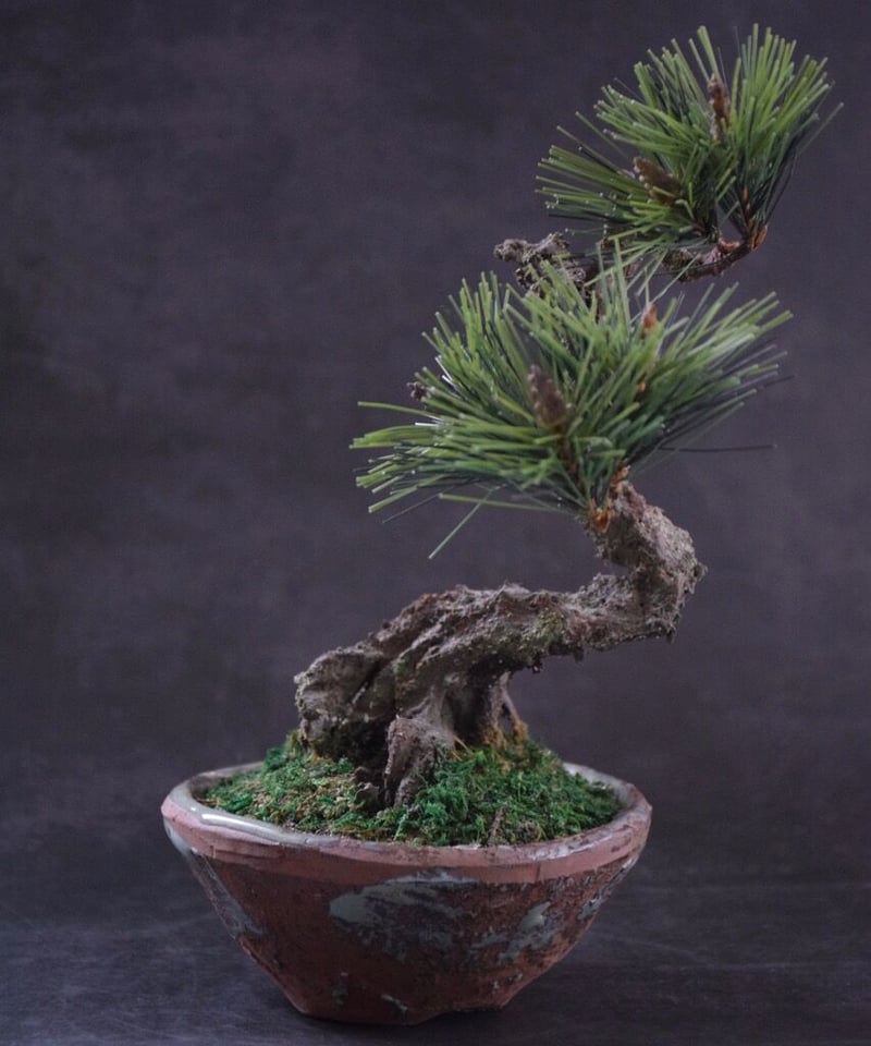 40 松 根上がりPine | クラフト盆栽美術館 Artcraft Bonsai