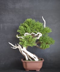 真柏（松高京美）