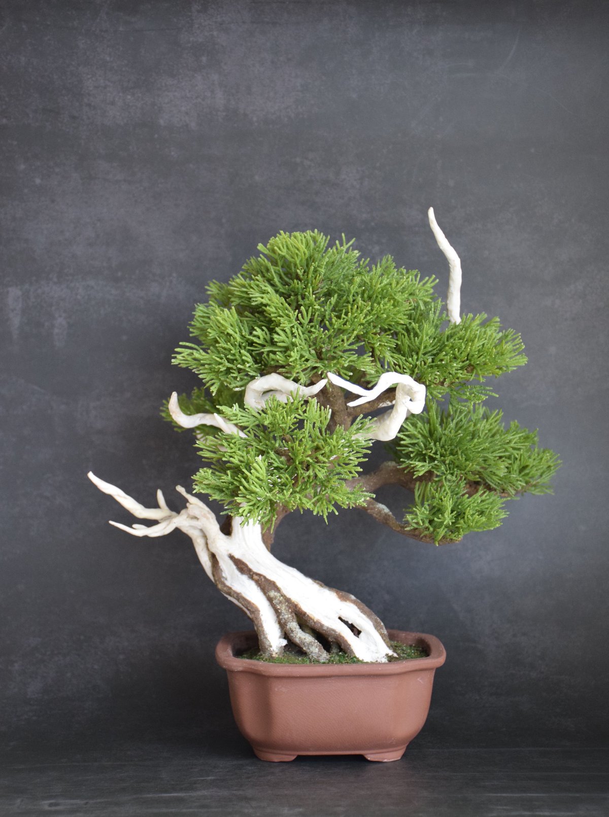 真柏　創作 fit=scale-down,w=1200