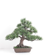 #54 黒松Pine Tree　模様木 Moyogi Style