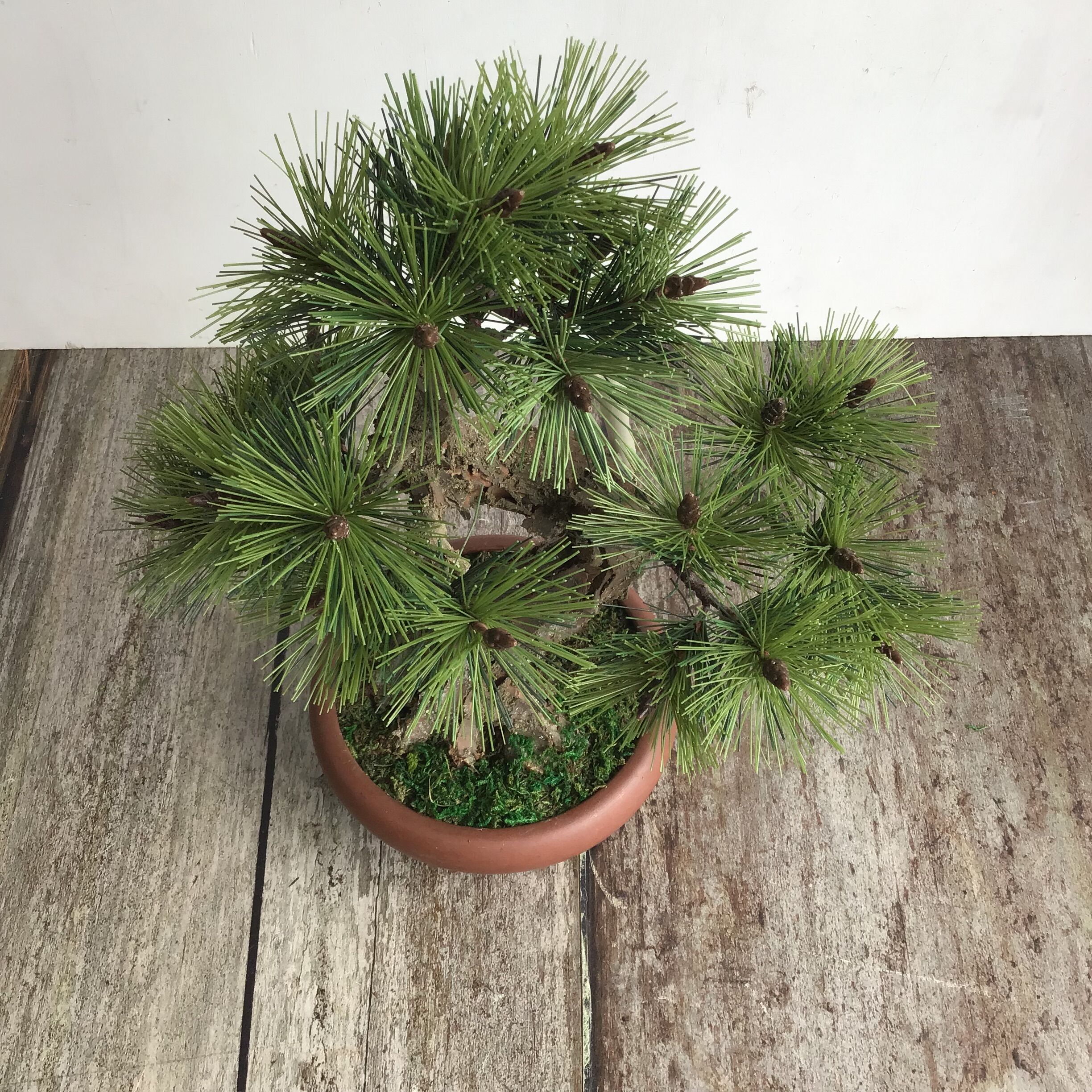 46 黒松盆栽 模様木 | クラフト盆栽美術館 Artcraft Bonsai