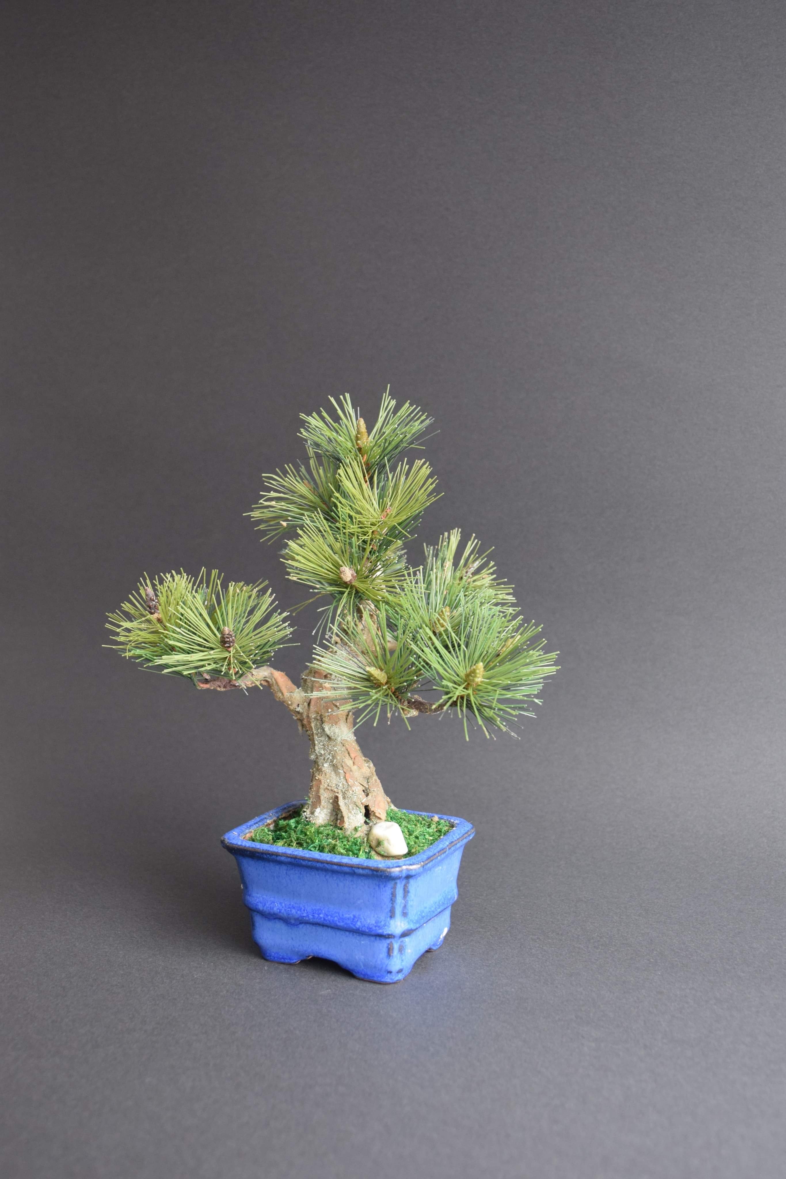 松 模様木（鉢変更）23cm | クラフト盆栽美術館 Artcraft Bonsai