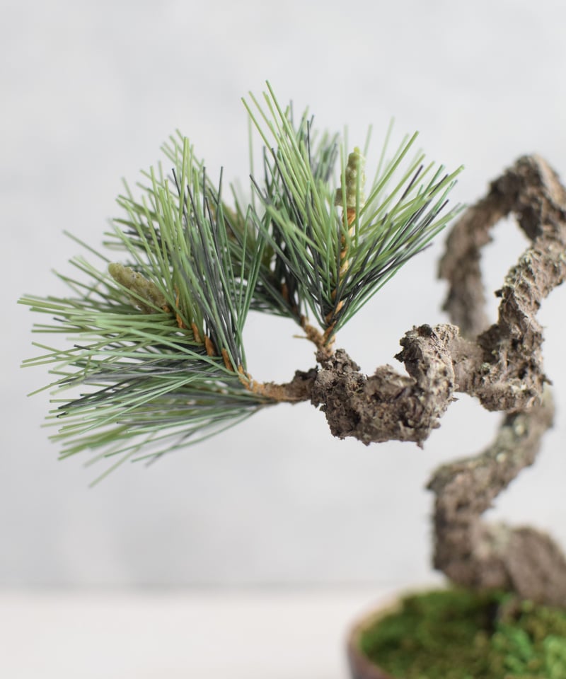 23 黒松（受注可） | クラフト盆栽美術館 Artcraft Bonsai