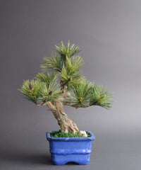 松盆栽 陶器鉢付き　模造 松盆栽 松 樹齢 7年 五葉松 陶器鉢 四国 ブランド 人気 ランキング 60