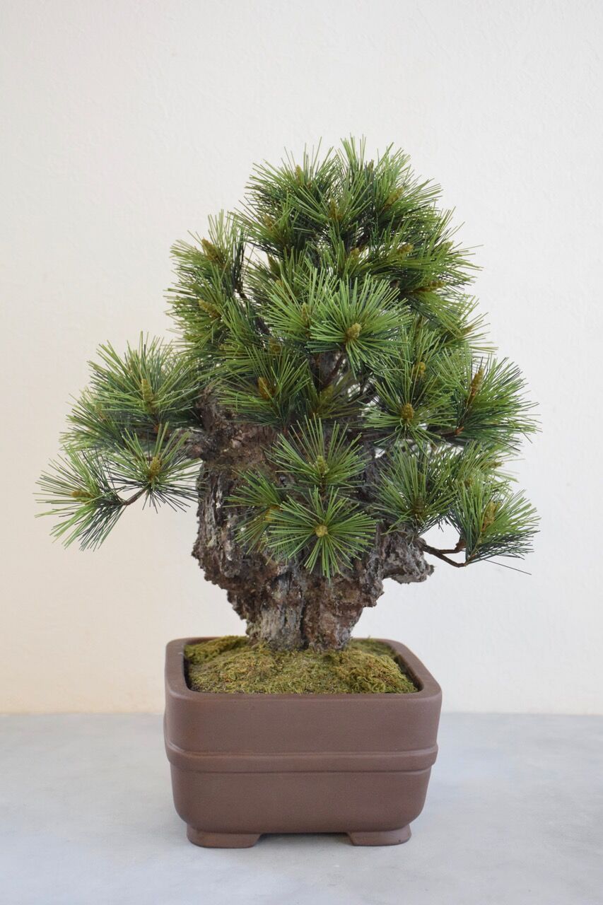 26 錦松 | クラフト盆栽美術館 Artcraft Bonsai
