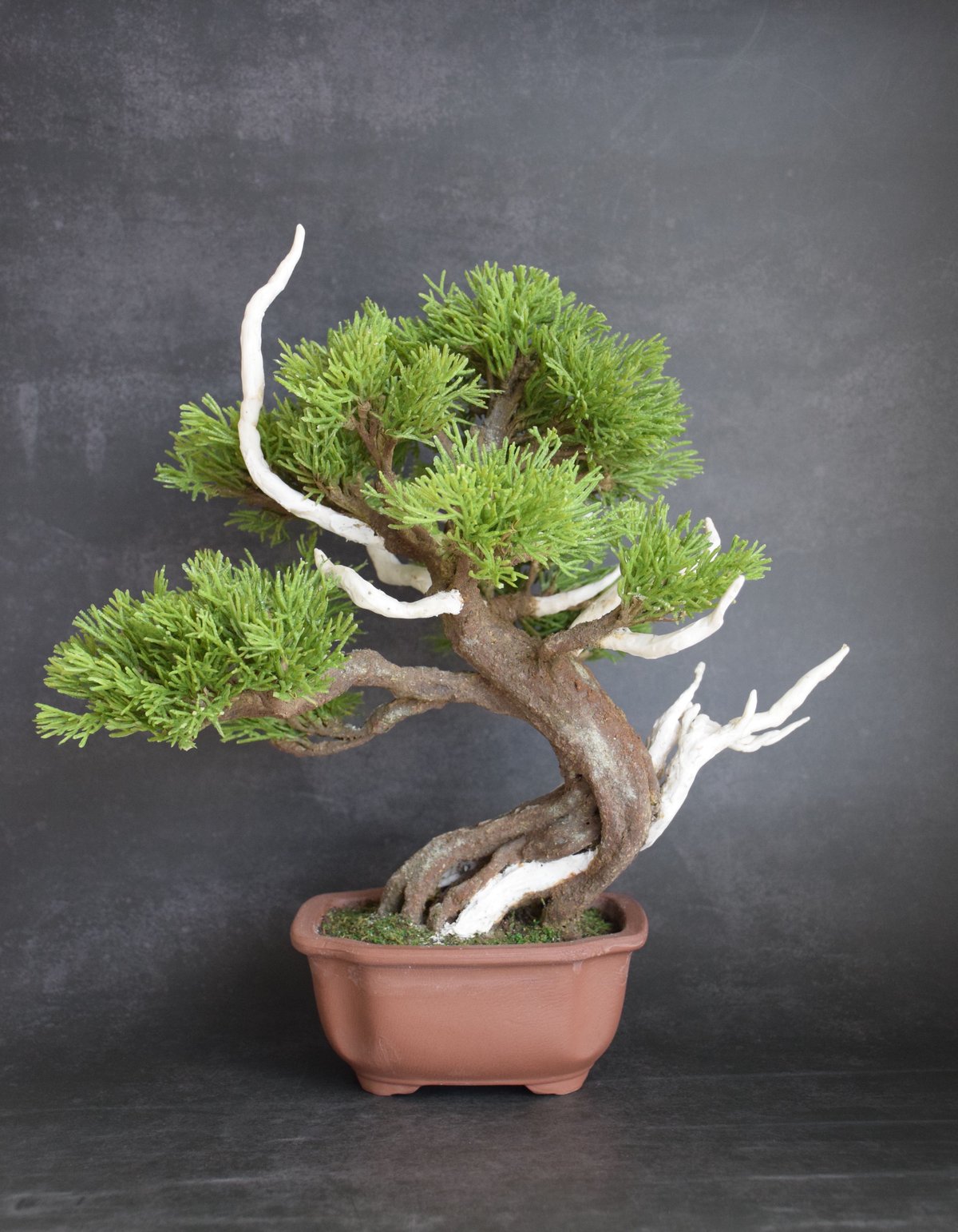 真柏 | クラフト盆栽美術館 Artcraft Bonsai