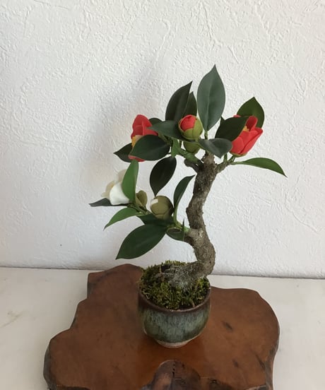 紅白ツバキ　（受注生産）（青木桃子）