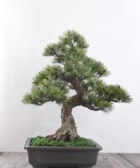 【黒松】　盆栽　双幹 49 黒松盆栽 双幹 受注可 鉢変更 | クラフト盆栽美術館 Artcraft Bonsai