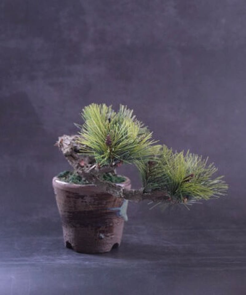 41 松 半懸崖（青木悦子） | クラフト盆栽美術館 Artcraft Bonsai