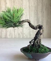 松　根上がり（通販生活掲載作品）