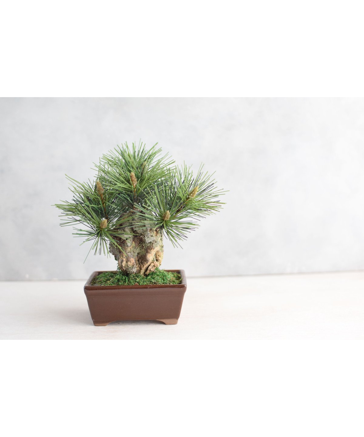 22 錦松（受注可） | クラフト盆栽美術館 Artcraft Bonsai