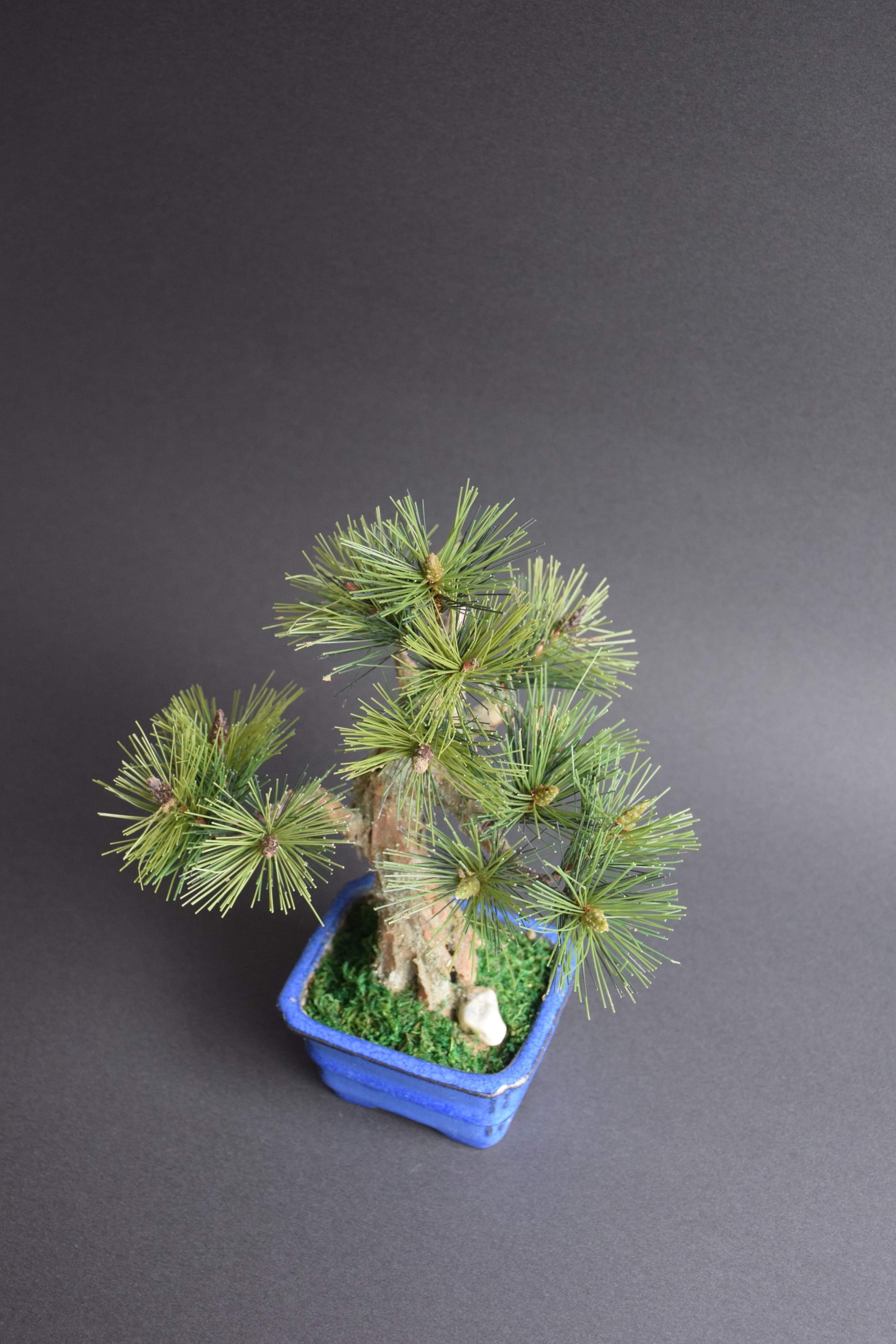 松 模様木（鉢変更）23cm | クラフト盆栽美術館 Artcraft Bonsai